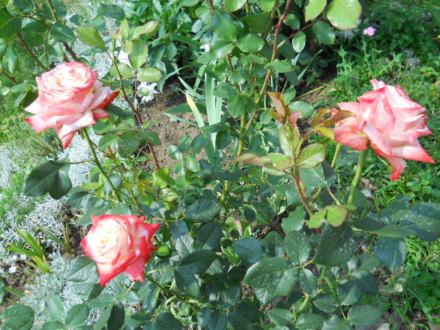 DSCN3894