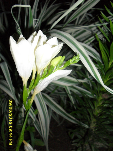 SDC12028 - 7_Flori gradina anul I_ 2012
