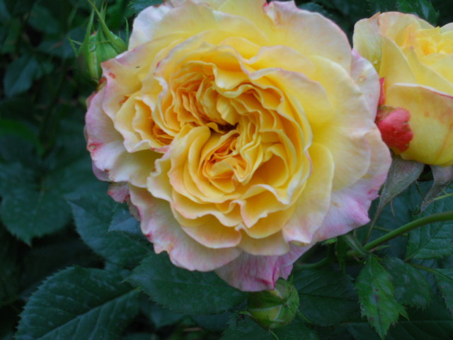 DSCN3909