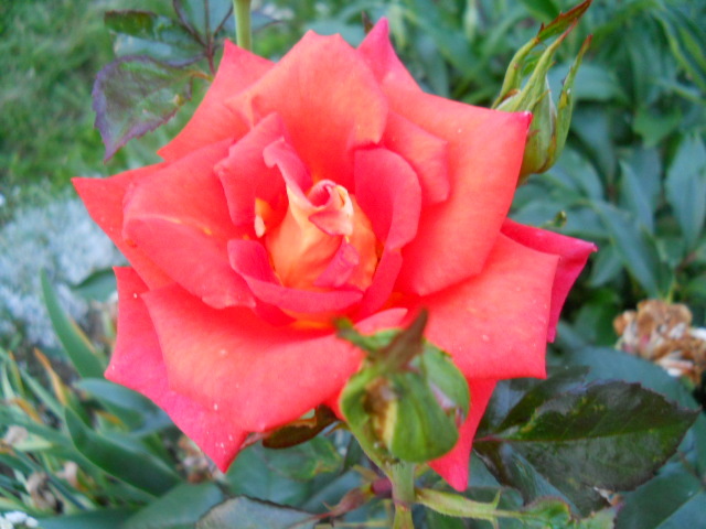 DSCN3861