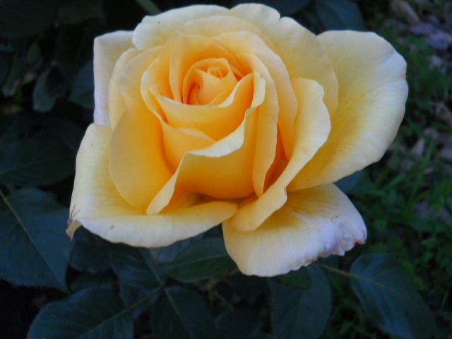 DSCN3854