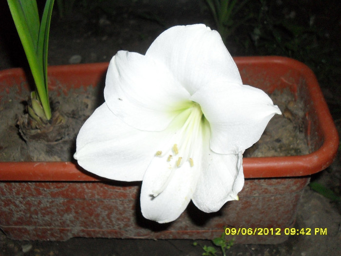 Christmas Gift - 1_My Amaryllis-2012