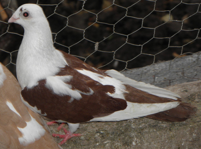 13r.f(2011)vandut