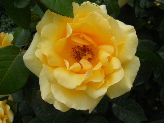 DSCN3881