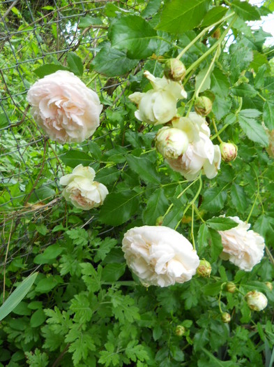 DSCN3924