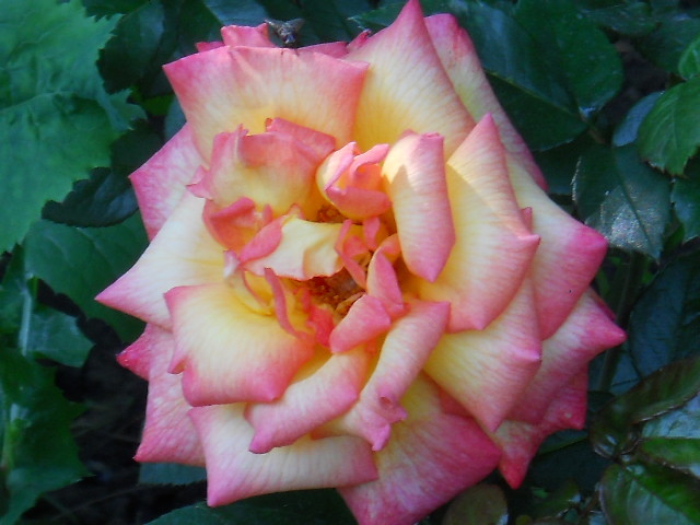 DSCN3915