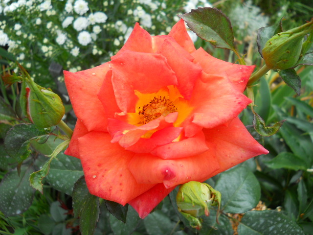 DSCN3876