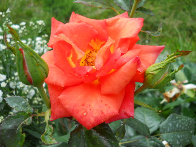 DSCN3877