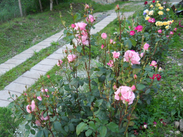 DSCN3847