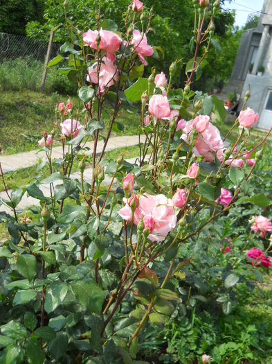 DSCN3895