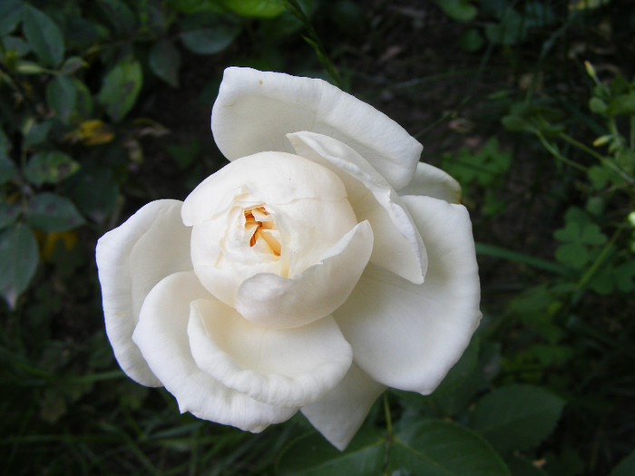 Elegance Flair