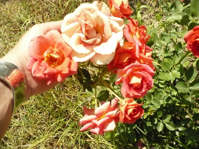 Trandafir de ghiveci. Cand l-am cumparat avea culoarea carnii tinute in apa
