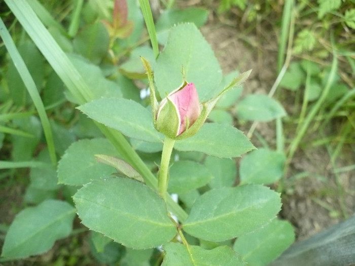 Boboc Rose de Resth - Trandafiri 2012