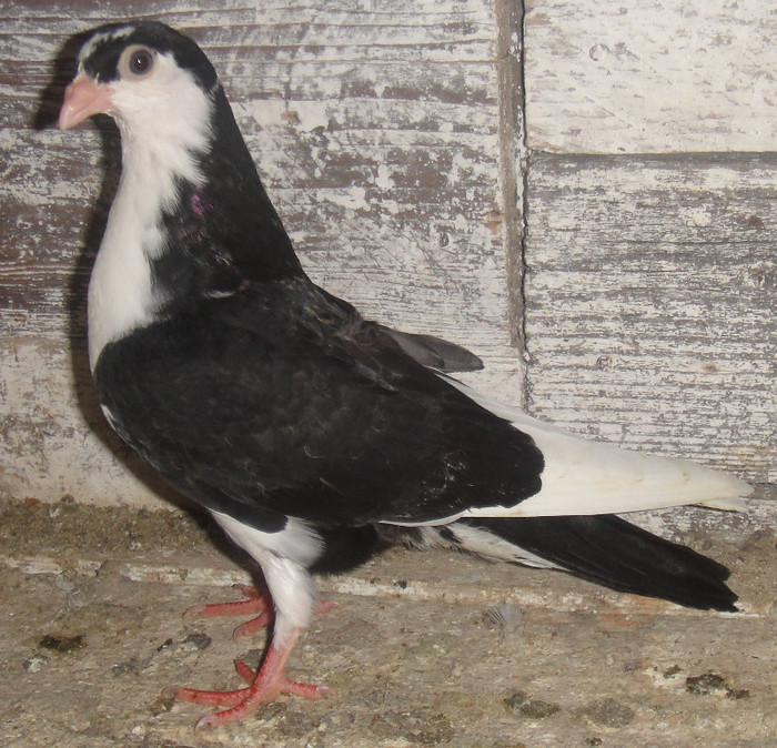 9pn(2012)