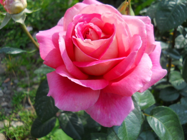 DSCN3885