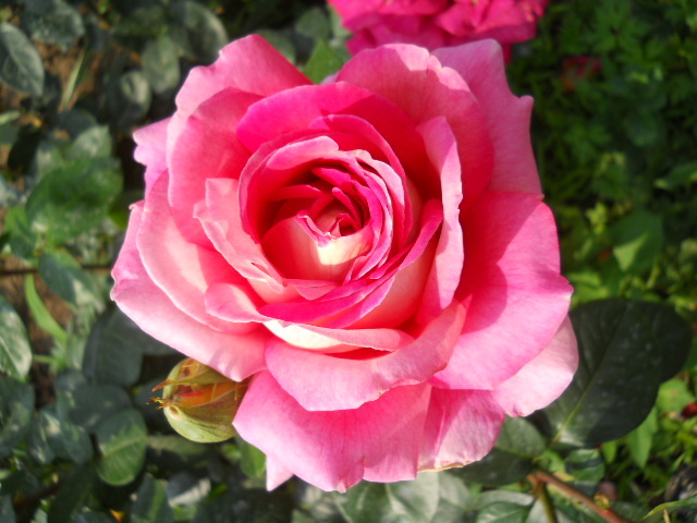 DSCN3887