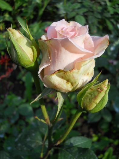 DSCN3931