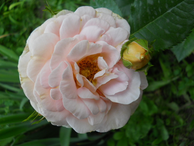rosagold