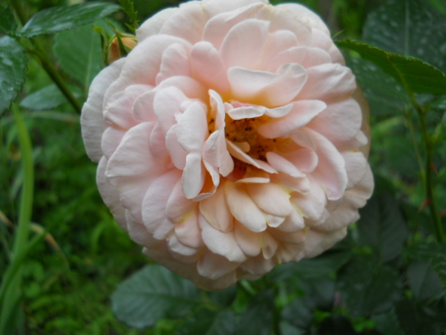 DSCN3938