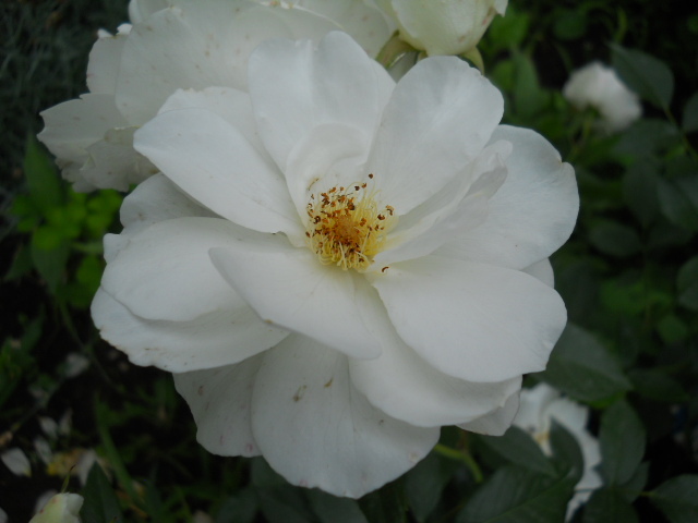 DSCN3936