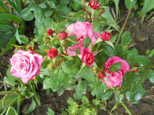 minirosa