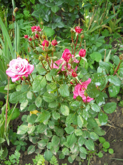 DSCN3913