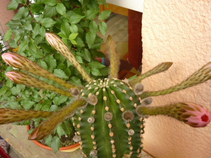 P1030071 - cactus 2012