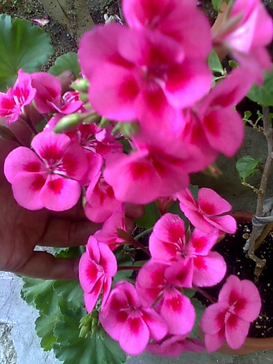 Imagine2394 - Pelargonium