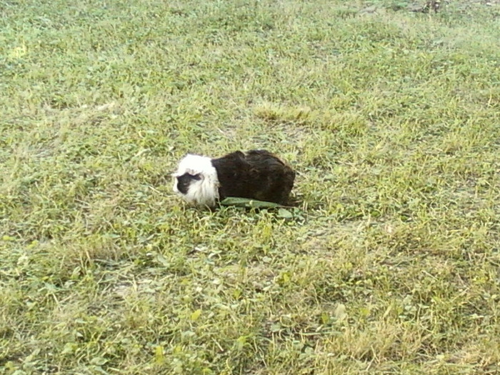 sunny beach, bulgaria-2012 100 - sunny beach bulgaria-2012