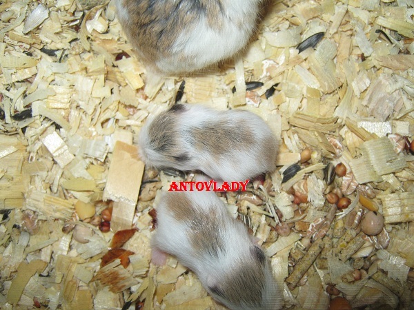 Roborovski cu fata alba cu puii