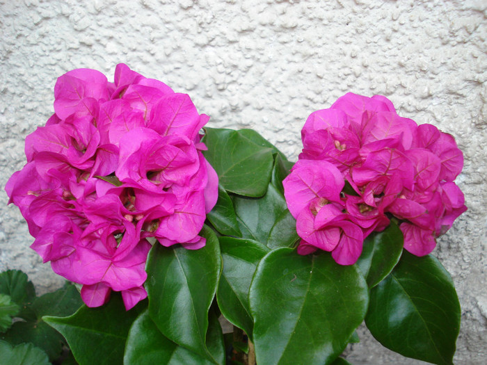 Iunie 2012 - Bougainvillea