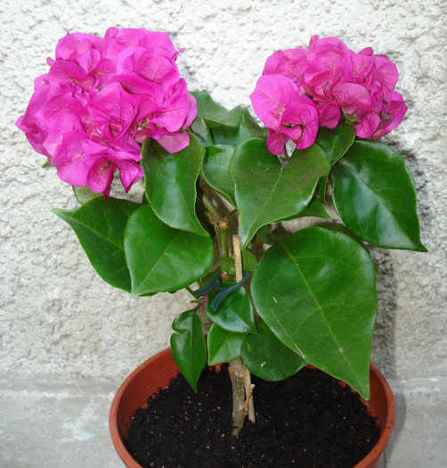 Iunie 2012 - Bougainvillea