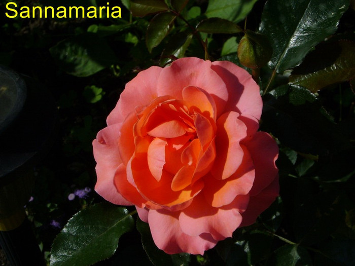 Pink Abundance