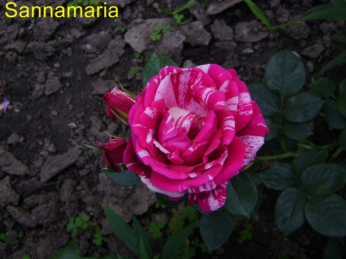 Picture 375 - trandafiri 2012