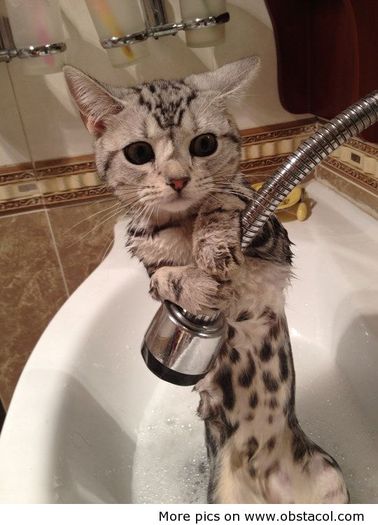 Dont-bathe-me-please - funny images