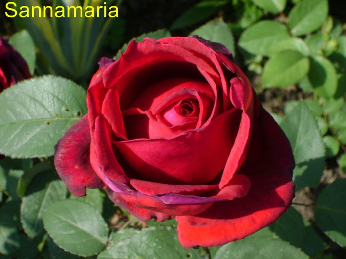 NO NAME - trandafiri 2012