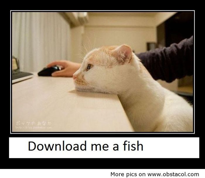 Download-me-a-fish - funny images