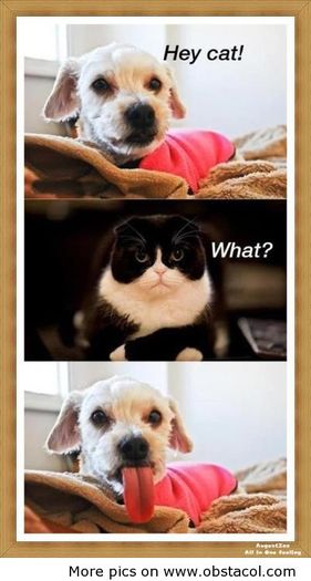 Hey-cat - funny images