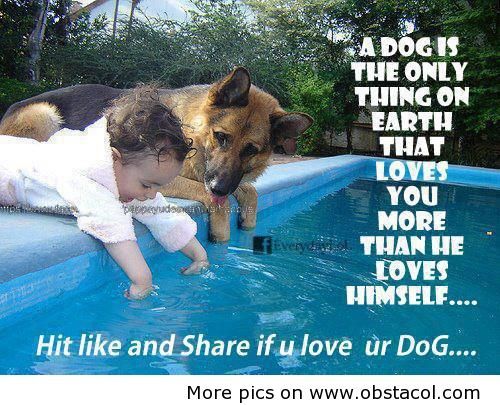 Hit-like-if-you-love-your-dog
