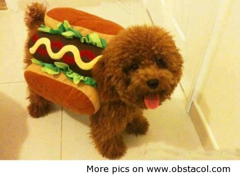 Hotdog - funny images