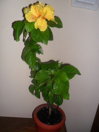 Hibiscus Koenig