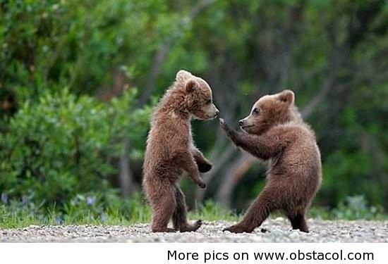 Ninja-bear - funny images