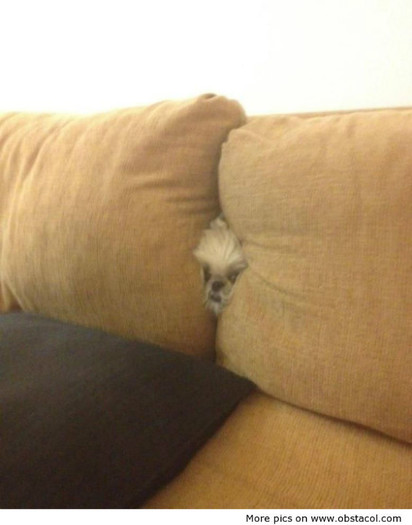 puppy-in-the-couch - funny images