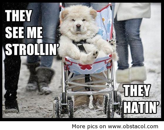 They-see-me-strollin - funny images