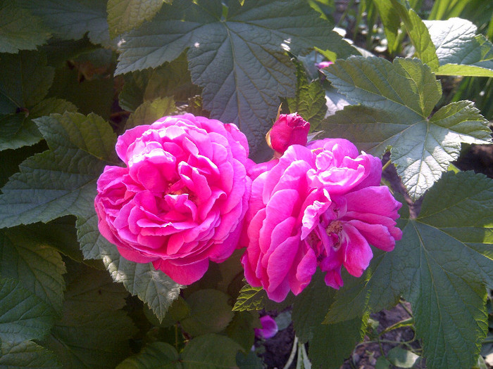 dulce - flori de gradina 2012