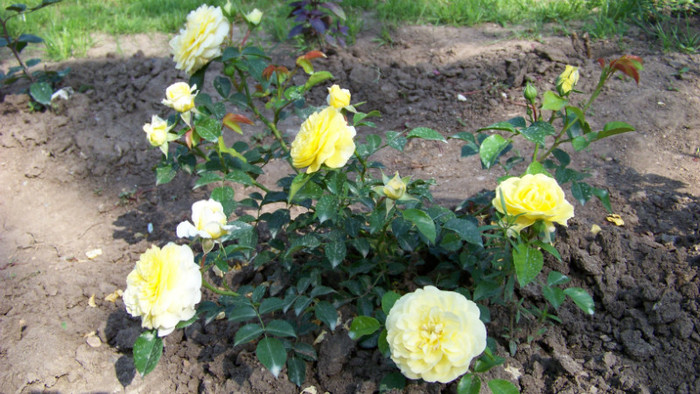 Solero - Trandafiri 2012