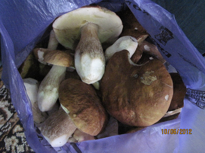 Hribul Boletus Edulis; Duminica 12 Iunie 2012
