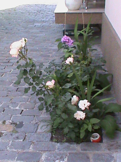 DSC01536 - GRADINUTA 2012