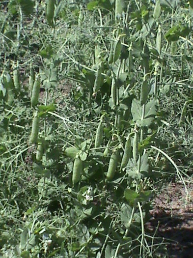 DSC01517 - gradina de legume si fructe