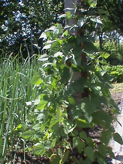 DSC01520 - gradina de legume si fructe